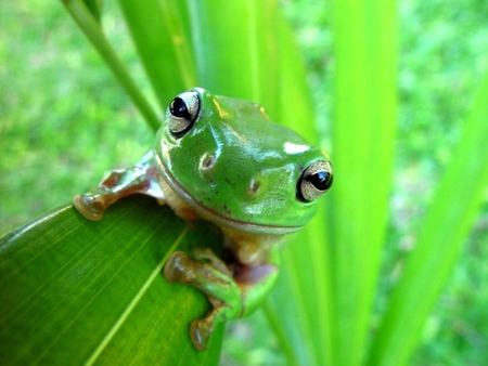 Candid-Frog - picture, cool, frog, candid