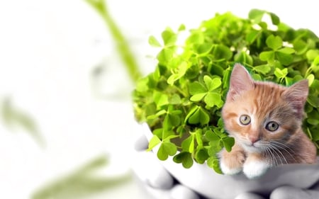 Beautiful Cat - beautiful, green, cute, adorable, sweet, cat