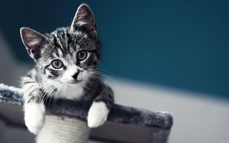 Beautiful Cat - beautiful, cute, adorable, sweet, cat