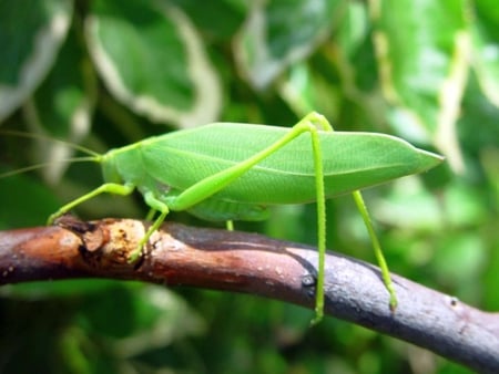 Leaf-Grasshopper - picture, leaf, grasshopper, cool