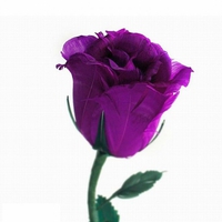 Purple-Rose