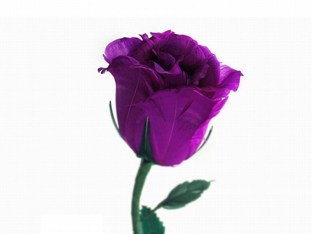 Purple-Rose - picture, purple, rose, beautiful