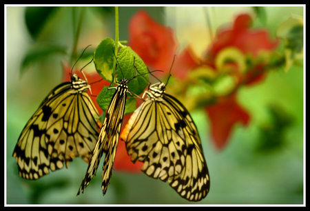 â™¥â™¥â™¥   Three light touch  â™¥â™¥â™¥ - three, black, together, forever, nature, red, soft wings, friendship, animals, yellow, love, garden, insects, butterflies, friends, green, sunshine