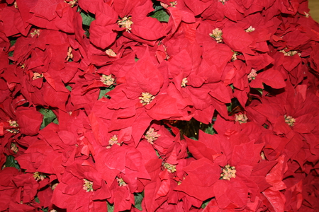 Christmas Stars flowers  - flowers, yellow, Poinsettias, red, green, photography