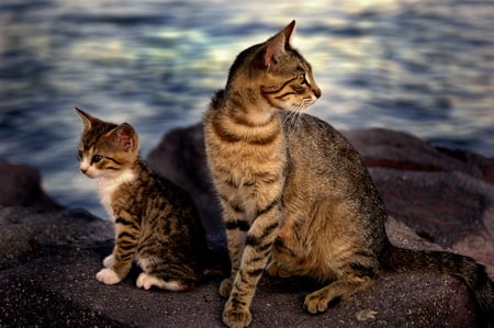 Mother and son - cute, cats, narure, animals