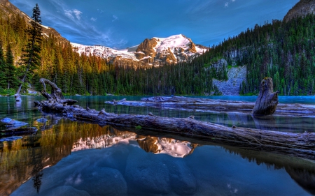 FLOATING LOGS - pines, logs, floating, lake, reflection, mountain