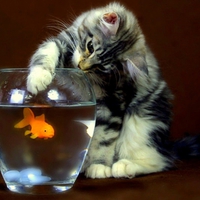 Cat and Gold Fish