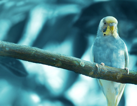 Blue world - photography, bird, parakeet, blue