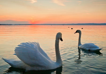 Swans - beauty, swans, sky, ocean, water, sunset, nature, amazing, beautiful, clouds, great scene, white swan