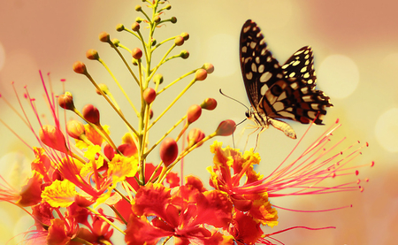 Butterfly kiss - nature, beautiful, photography, butterfly, flower