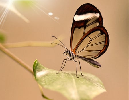 Glasswing Butterfly - butterfly, nice, animal, nature