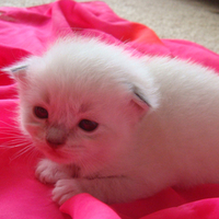 kitty