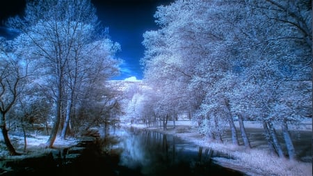 Inverno Bellissimo - trees, wintery, blue, beautiful, infrared, deep, white, hdr, dreamy