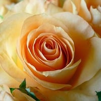 Apricot Rose Close Up