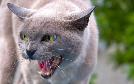 Jerry's Guard Cat - teeth, angry, cat, eyes