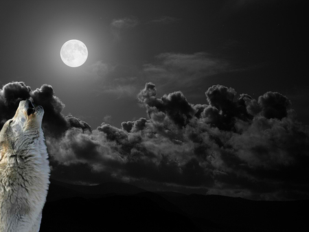 Ode to the moon - wolf, wildlife, moon, nature, wild, animal