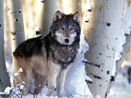 Wolf - wildlife, wolf, animal, wild, nature