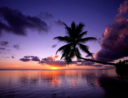 Sunset - nature, beach, sunset, palm, other