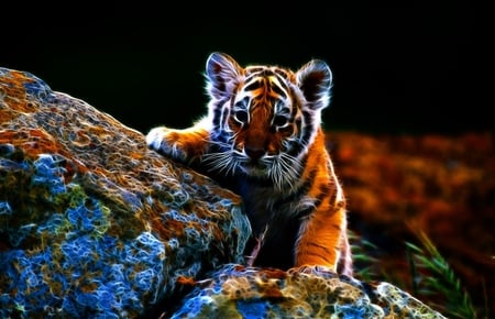 Tiger - animal, tiger, other, rocks