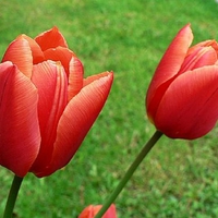 Red Tulips