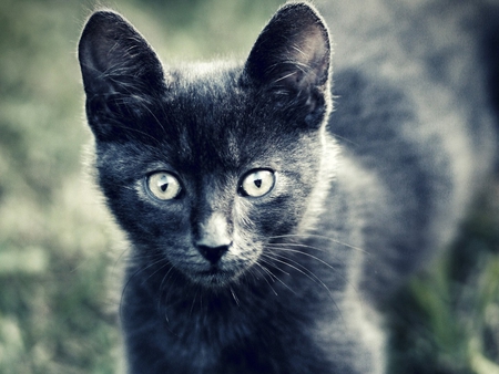 Dark grey cat - cat, animal, feline, sweet, kitten