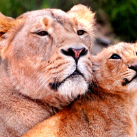 Mother lion and her cub