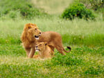 Male and female lions