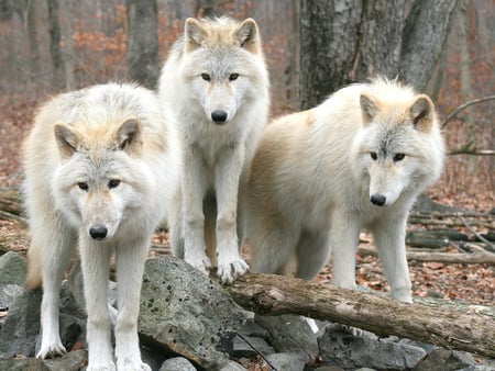 White wolves - white, animal, nature, wolf