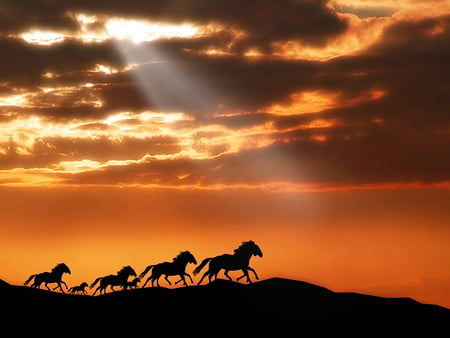 Sunset horses - free, sky, run, horse, animal, sunset, nature, abstract