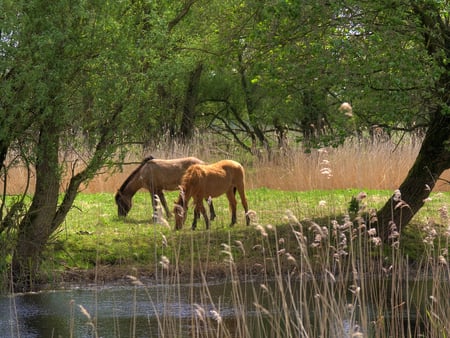 Free horses in the paradise - free, animal, nature, run, lake, grass, horse