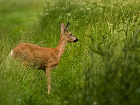 Lonely deer - animal, nature, deer, grass