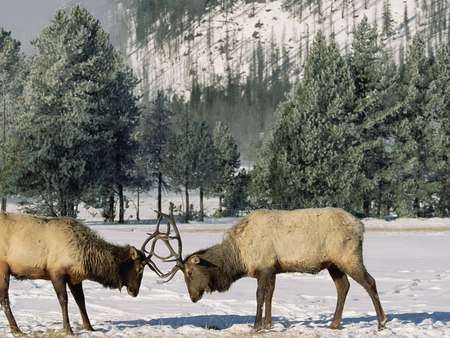 Deers in the winter - animal, tree, deer, nature, mountain, snow