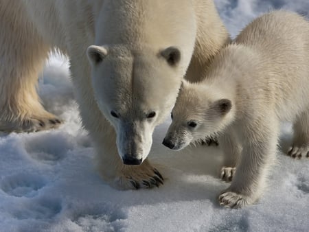 Polar bears - bear, animal, polar, cubs, arctic, wildlife