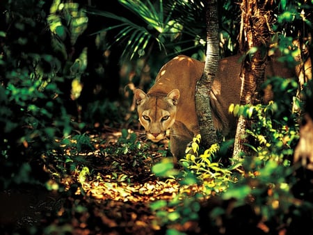 Feline - feline, animal, nature, jungle