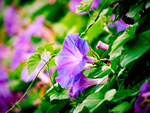 Lilac flowers