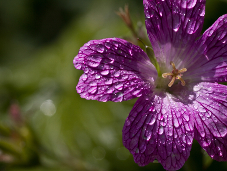 Purple flower - drop, petal, nature, purple, flower