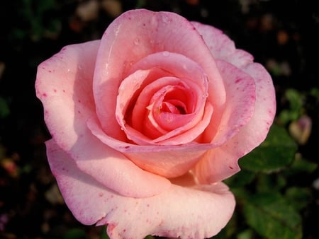 Big pink rose - nature, rose, flower, pink