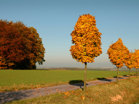 Yellow trees - path, field, tree, nature, grass