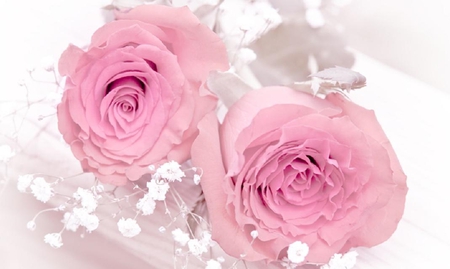 lovely pink - blooms, blossoms, delicate, bud, beauty, lovely, flowers, nature, soft, rose, plants