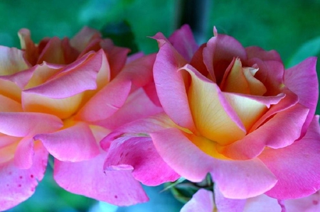 dual beauty - blossoms, delicate, rose, soft, beauty, flowers, plants, lovely, blooms, nature, bud