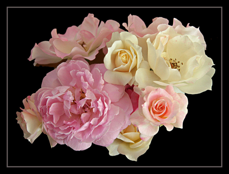 bunch of roses - blossoms, delicate, rose, soft, beauty, flowers, plants, lovely, blooms, nature, bud