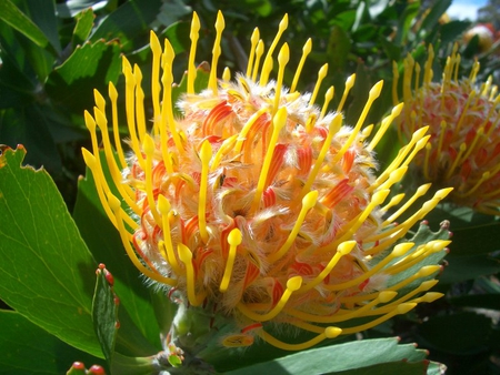 Pincushion Protea - pincushion, flower, yellow, leaves