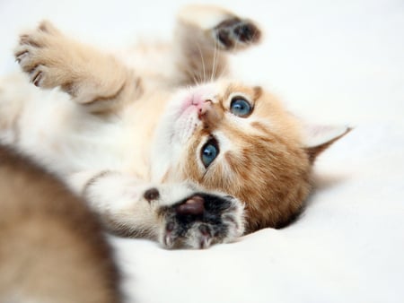 Cute kitten - pet, animal, kitten, feline, cat