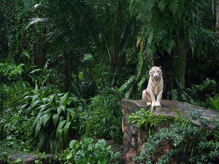 White tiger on a stone - stone, animal, feline, zoo, tiger, wildlife