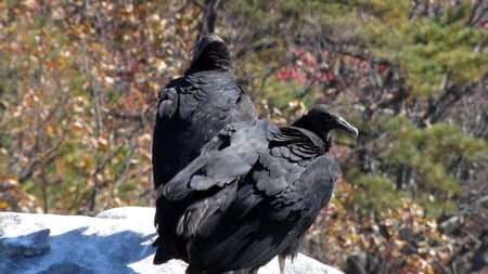 Vultures - black, birds, vultures, wild, pilot mountain