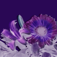 âstargazer purpleââ—•â€¿â—•â