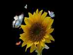 â SUNFLOWER & BUTTERFLY ââ—•â€¿â—•â