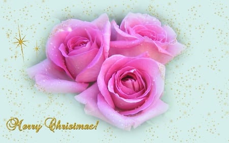 Christmas roses - flower, holiday, rose, christmas, december, season