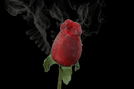 ❁SMOKED ROSE BUD  ❁◕‿◕❁ - bud, rose, smoke, red