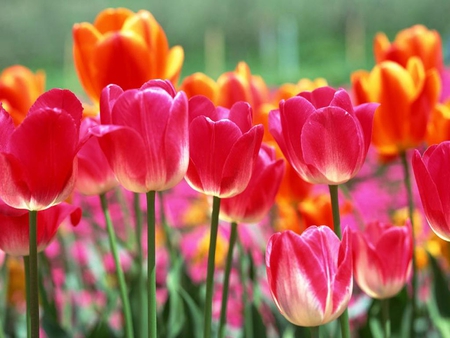 Tulips for Jacquelinela - beautiful, pink, flowers, tulips, nature, view, red, garden, field, park